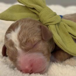 Goldendoodle Puppies from Pickard’s country Golden doodles