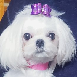 Kiana - Maltese