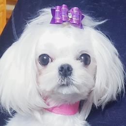 Kiana - Maltese