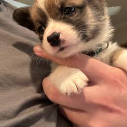 Donut - Sable and white female American Corgi puppy in Orangevale, California from Corgis of the Heart