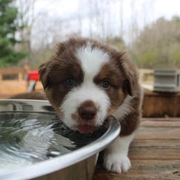 Australian Shepherd Puppies from Starlit Grove Australian Shepherds