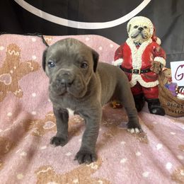 Gray female - Gray female Cane Corso puppy in Snellville, Georgia from A Really Good Kennel