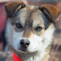 Alaskan Huskies and Border Collies from Fun On The Run Kennel