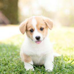 Red Collar - Tennessee - Red male Pembroke Welsh Corgi puppy in Waverly Hall, Georgia from 6g Ranch Corgis
