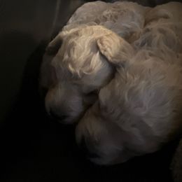 Girl 1 - Champagne female Maltipoo puppy in San Antonio, Texas from Maria Ramirez