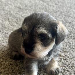 Miniature Schnauzer and Toy Australian Shepherd Puppies from Roses Halfpint Ranch