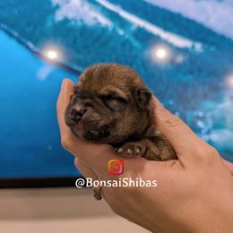 ENZO - Red male Shiba Inu puppy in Minnesota from BonsaiShibas