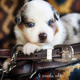 Twinky - Blue merle female Australian Shepherd puppy in Paola, Kansas from Tiz Ranch