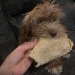 Rocky - Havanese