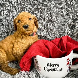 Goldendoodle and Poodle Puppies from The Henry Doodles