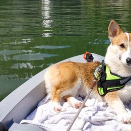 Cardigan Welsh Corgis and Pembroke Welsh Corgis from Fuzzbutt Farms LLC