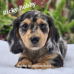 Ricky Bobby - Dapple male Dachshund puppy in Ben Wheeler, Texas from Anytime Dachshunds by D.B.