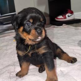 Female 3 - Black and mahogany female Rottweiler puppy in San Antonio, Texas from VHWilliamsRottweilers