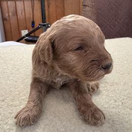 Carson - Buff male Cockapoo puppy in Sheridan, Missouri from Shepherdsfold’s Cockapoos