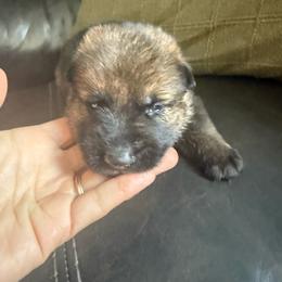 Boy 2 - Sable male German Shepherd puppy in Denver, Colorado from Morales Kennels