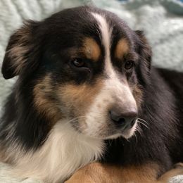 Remington - Australian Shepherd