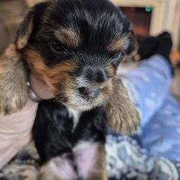 Tigger - Black and tan male Yorkshire Terrier puppy in Seneca, South Carolina from Lee's Puppies