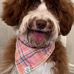 Australian Labradoodles from Cahaba Doodles