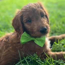 Goldendoodles and Golden Retrievers from 2 Lazy Ts Ranch