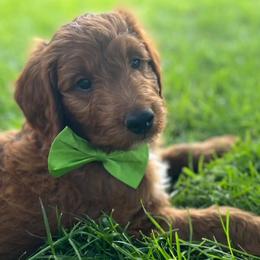 Goldendoodles and Golden Retrievers from 2 Lazy Ts Ranch