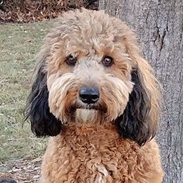 Hadley - Goldendoodle