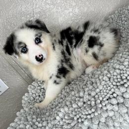 Cora - Blue merle female Australian Shepherd puppy in Polk City, Florida from Skaky Shepherds