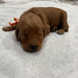 Orange - Red  male Goldendoodle puppy in Bakersfield, California from Lavish Doodles