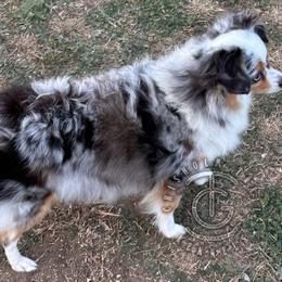Teeter - Australian Shepherd