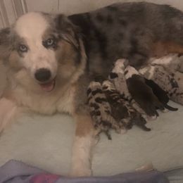 Australian Shepherd Puppies from Soggy Bottom Farms