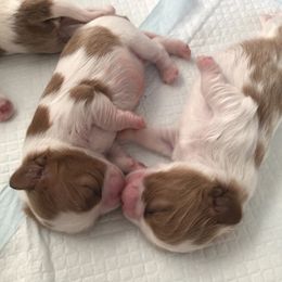 Cavalier King Charles Spaniel and French Bulldog Puppies from Westside Dogs