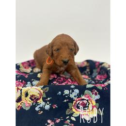 Ruby - Red  female Goldendoodle puppy in Smithfield, Kentucky from KBK9 Kennels