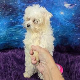 Aurora - Cream female Maltipoo puppy in Neosho, Missouri from Cooley's Cuddle Pups