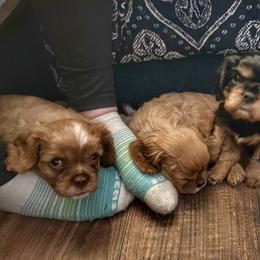 Cavalier King Charles Spaniel Puppies from Enchanted Cavaliers