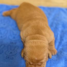 White collar - Yellow female Labrador Retriever puppy in Carriere, Mississippi from Cajun Water Retrievers