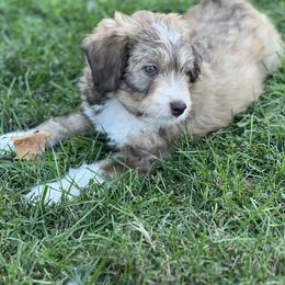 Aussiedoodle Puppies from A Dose Of Doodle