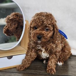 Molasses - Red  male Poodle puppy in Hoagland, Indiana from Kandyland Kennels