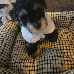 Diesel - White and buff male Bichon Frise puppy in Jacksonville, Florida from Joanelly Marshall