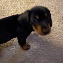 Dachshund Puppies from Cogsworth Cromwell Dachshunds of South West Michigan