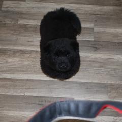 Chow Chow from Evelyne Guimaraes