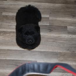 Chow Chow from Evelyne Guimaraes