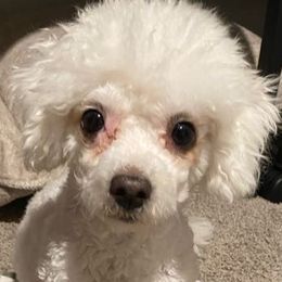 Chloe - Bichon Frise