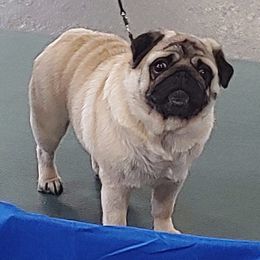 Bulldog and Pug All Grown Up from Phantazee Pugs and Bulldogs