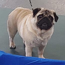 Bulldog and Pug All Grown Up from Phantazee Pugs and Bulldogs