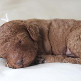 Poodle Puppies from Bruno & Co. Puppies