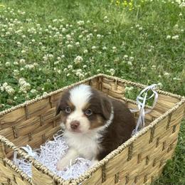 Miniature Australian Shepherd Puppies from Frazier Fluff & CO.