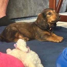 Orange - Red male Dachshund puppy in Hemet, California from Rare Treat Dachshunds