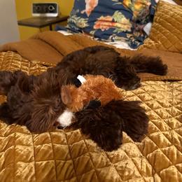 Miniature Schnauzer Puppies from Du Lac Miniature Schnauzers