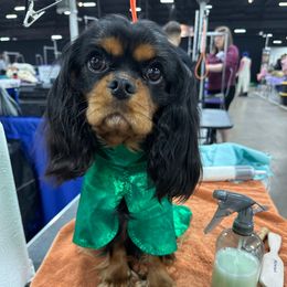 Maverick - Cavalier King Charles Spaniel