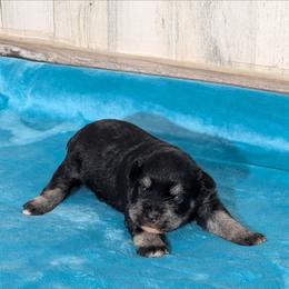 Lovie - Salt and pepper female Miniature Schnauzer puppy in Lufkin, Texas from Texas Lil Cowdogs