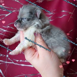 Boy 2 - Blue merle male Pomeranian puppy in Albany, Oregon from Purrs N Poms